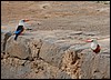 ijsvogels op Santiago, Kaap Verdië , vrijdag 30 december 2005