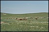 onderweg naar Erdene Khamboo, Mongolië , donderdag 10 juli 2003