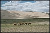 Khongoryn Els, Mongolië , zaterdag 19 juli 2003
