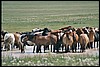 onderweg naar Kharkhira, Mongolië , donderdag 24 juli 2003