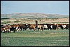 kamp nabij Kharkhira, Mongolië , donderdag 24 juli 2003