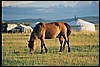 kamp nabij Kharkhira, Mongolië , donderdag 24 juli 2003