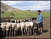 omgeving Erdene Khamboo, Mongolië , donderdag 10 juli 2003
