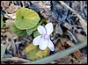 Wandeling van Ascharina naar Schuders, Zwitserland , zaterdag 9 januari 2016