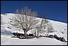 Sneeuwwandelen. Corsica , woensdag 1 maart 2017