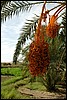 dadels in Bahariya oase, Egypte , dinsdag 9 november 2004