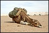kamelentocht nabij El Qasr, Egypte , maandag 15 november 2004