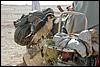 valk nabij El Qasr, Egypte , maandag 15 november 2004