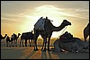 kameel bij zonsondergang nabij El Qasr, Egypte , dinsdag 16 november 2004