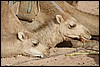 kamelentocht nabij El Qasr, Egypte , woensdag 17 november 2004
