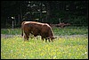 van Monschau naar Einruhr, Eifelsteig, Duitsland , zondag 8 juni 2014