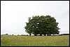 van Monschau naar Einruhr, Eifelsteig, Duitsland , zondag 8 juni 2014