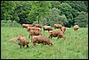 van Monschau naar Einruhr, Eifelsteig, Duitsland , zondag 8 juni 2014