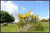 van Einruhr naar Gemünd,  Eifelsteig, Duitsland , zondag 8 juni 2014