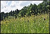 van Bruch naar Himmerod, Eifelsteig, Duitsland , zondag 16 juli 2017