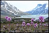 Alpine Campion, Groenland , zaterdag 15 augustus 2015