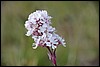 Alpine Campion, Groenland , zaterdag 15 augustus 2015