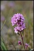 Alpine Campion, Groenland , zaterdag 15 augustus 2015