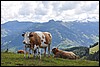 Grossarltal - Oostenrijk , dinsdag 26 juli 2011