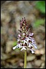 Wandeling bij Breuna, Habichtswaldsteig, Duitsland , maandag 18 mei 2015