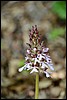 Wandeling bij Breuna, Habichtswaldsteig, Duitsland , maandag 18 mei 2015