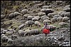 Trekking van  Shongopampa naar Chavin, Peru , zondag 21 september 2014