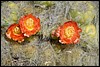 Trekking Huayhuash, Peru , zaterdag 20 september 2014