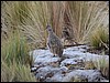 Tinamou, Huayhuash, Peru , maandag 22 september 2014