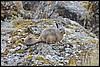 Viscacha, trekking Huayhuash, Peru , maandag 22 september 2014