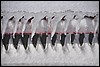 Hrafntinnusker hut, IJsland , vrijdag 17 februari 2012