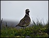 Hornstrandir, IJsland , dinsdag 8 augustus 2017