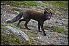 poolvos in Hornstrandir, IJsland , dinsdag 8 augustus 2017