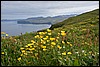 Hornstrandir, IJsland , dinsdag 8 augustus 2017