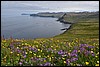 Hornstrandir, IJsland , zaterdag 12 augustus 2017