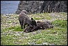 poolvossen in Hornstrandir, IJsland , maandag 14 augustus 2017