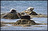 Zeehonden in Hornstrandir, IJsland , dinsdag 8 augustus 2017