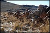 Jebel Saghro, Marokko , dinsdag 24 december 2013