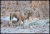 Jebel Saghro, Marokko , vrijdag 27 december 2013