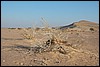 Wadi Araba - JordaniÃ« , donderdag 27 december 2007