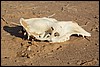 kameel bot, Wadi Araba - JordaniÃ« , donderdag 27 december 2007
