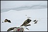 Jotunheimen, Noorwegen , dinsdag 26 februari 2013