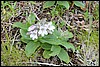 Shrubby Beardtongue, Kamtsjatka , dinsdag 23 juli 2013