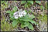 Shrubby Beardtongue, Kamtsjatka , dinsdag 23 juli 2013