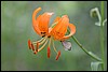 Lilium debile, Kamtsjatka, Rusland , donderdag 25 juli 2013