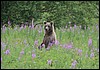 beer in Kamtsjatka , zondag 4 augustus 2013