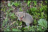 Kamchatka pika, Rusland , maandag 5 augustus 2013