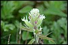 Castilleja pallida,  Kamtsjatka, Rusland , maandag 5 augustus 2013