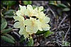 Rhododendron aureum,  Kamtsjatka, Rusland , woensdag 7 augustus 2013