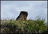 Kamchatka black-capped marmot , woensdag 7 augustus 2013