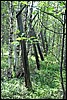 restanten Goelag kamp, Kola, Rusland , woensdag 12 augustus 2009